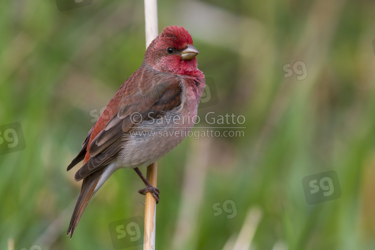 Common Rosefinch